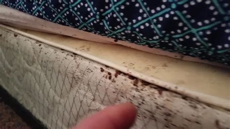 What Do Bed Bugs Look Like On A Mattress What Do Bed Bugs Look Like
