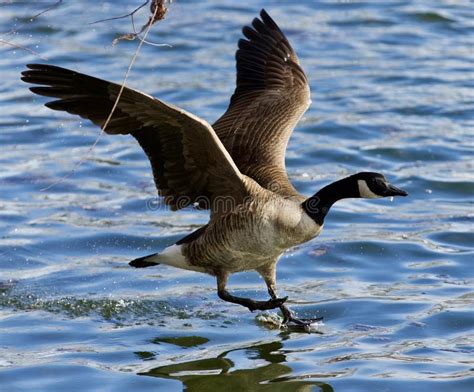 Beautiful Isolated Photo Of A Wild Canada Goose Landing Stock Image