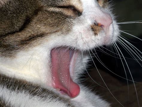 Feline tooth resorption is an extremely painful condition, but cats tend to hide pain. Tooth Resorption - A Painfully Common Dental Disease In ...