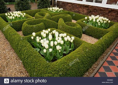 I have seen many traditional knot gardens in my travels, and the whole process of. Knot garden, with box hedges and white tulips in a private garden in Wimborne. Designer Carol ...