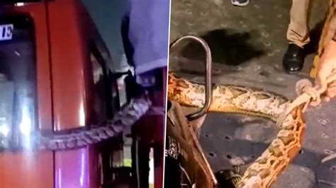 فيديو شرطي يلقي القبض على ثعبان عملاق تسلل لشاحنة في الهند اخبار الامارات العاجلة