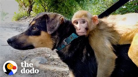 Baby Monkey Thinks This Dog Is Her Mom And She Rides Her Everywhere