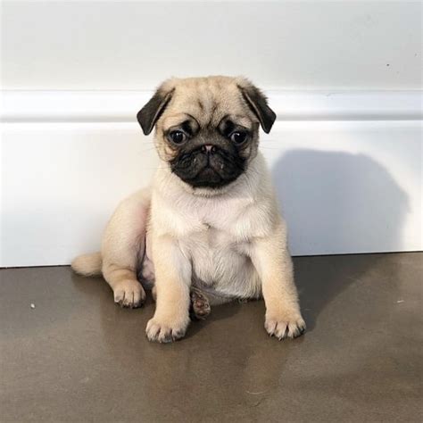 Pug Puppies For Sale Michigan City In 292351 Petzlover
