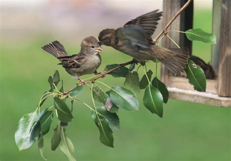 Indianas Changing Spring Arrival Threatens Birds Ier Indiana