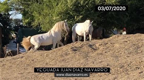 Cubrición de Ibera DN por el semental el ciclo de las yeguas Yeguada Juan Díaz Navarro YouTube