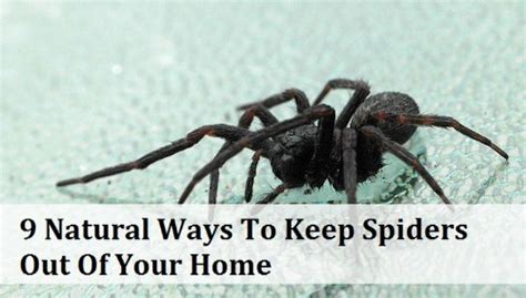 9 natural ways to keep spiders out of the home homestead and survival