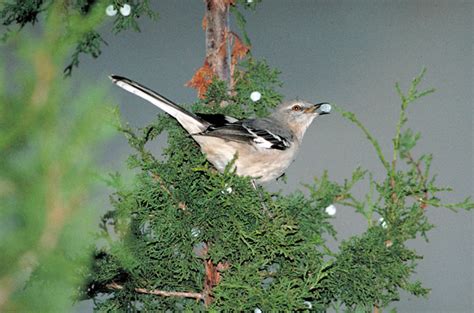 Mockingbird Official State Bird Encyclopedia Of Arkansas
