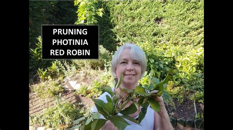 The red leaves of the photinia fraseri 'red robin' are the most attractive feature of the shrub. PRUNING PHOTINIA RED ROBIN - YouTube