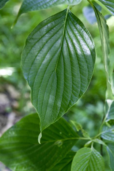 Giant Dogwood Leaf Clippix Etc Educational Photos For Students And