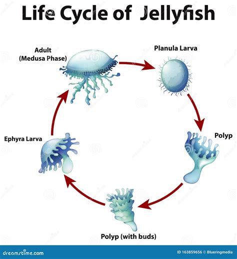 Diagrama Del Ciclo De Vida De Las Medusas Ilustraci N Del Vector Ilustraci N De Vida Bicho