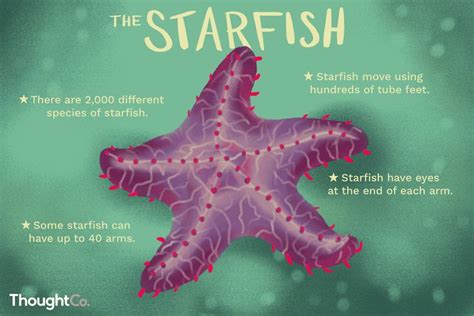 Some Starfish Have 40 Arms And Other Facts About The Sea Creatures