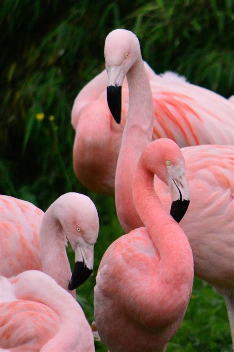 Flamingos By Bee Kay On 500px Flamingo Animals Beautiful Beautiful