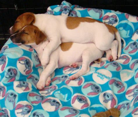 For Sale Jack Russel X Mini Fox Terriers Must Go Together