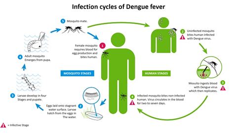 Dengue Patrol Sbpis Life Cycle Of Mosquito - vrogue.co