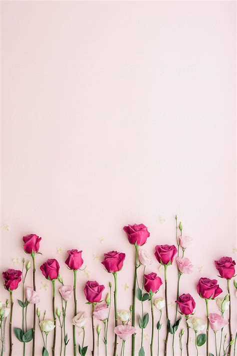Pink roses on a pink background by Ruth Black for Stocksy United | Pink ...