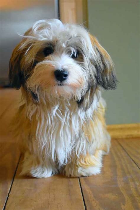Havanese Dog Breed Information And Facts Dogalyo