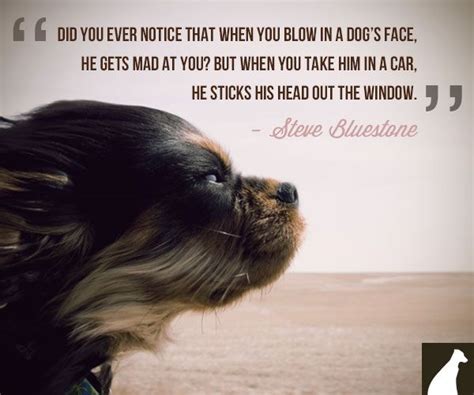 37 Best Images About Great Pet Quotes On Pinterest Ricky