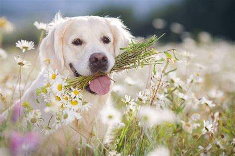 Of course, the right puppy for when you're trying to evaluate and choose a golden retriever puppy, one of the first things you should do is to observe the interactions of a. White Golden Retriever: Puppies, Facts, Lifespan ...