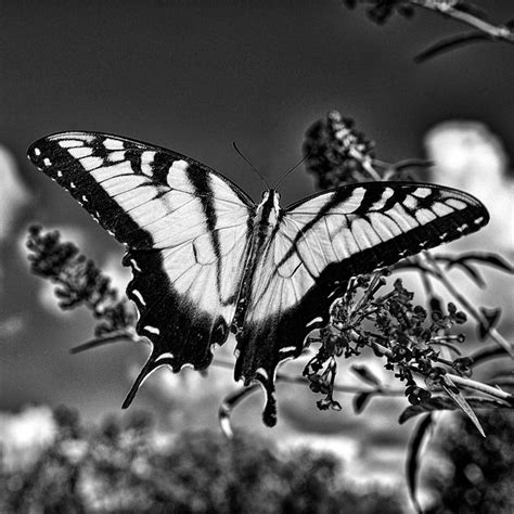 Windows movie maker & sqirlzreflect | black and white animation loops. Nature in Black and White - Photography by Dan Wray