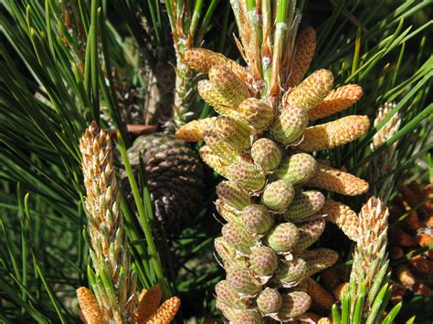 Trees Of Santa Cruz County Pinus Radiata Monterey Pine