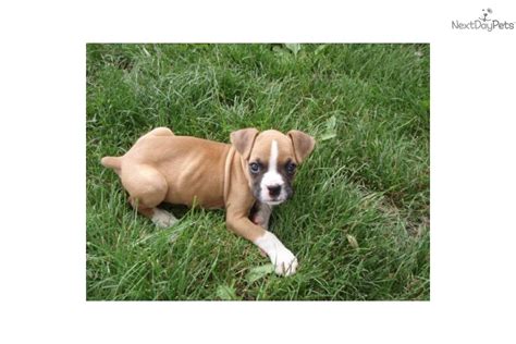 Having a boxer puppy is quite wonderful and rewarding. Boxer puppy for sale near Des Moines, Iowa | 69f21ed2-b841