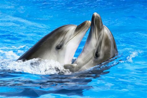 Female Dolphins Have A Clitoris That Provides Sexual Pleasure •