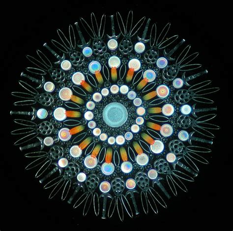 Diatoms Under Microscope 100x Micropedia