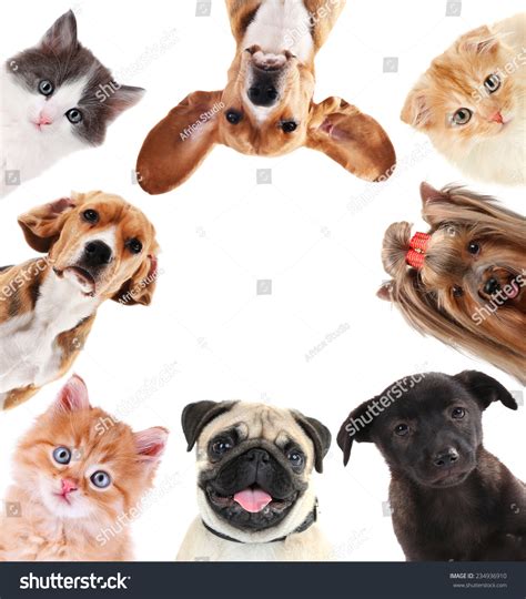 Collage Of Cute Pets Isolated On White Stock Photo 234936910 Shutterstock