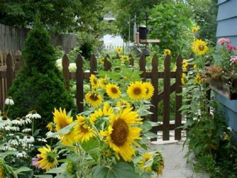 25 Beautiful Sunflower Backyard Design For Your Garden