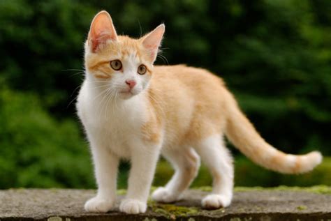 Winston churchill had an orange cat named tango. The Reason So Many Cats Have White "Socks" on Their Paws