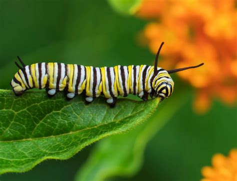 Caterpillar The Most Extreme Wiki Fandom