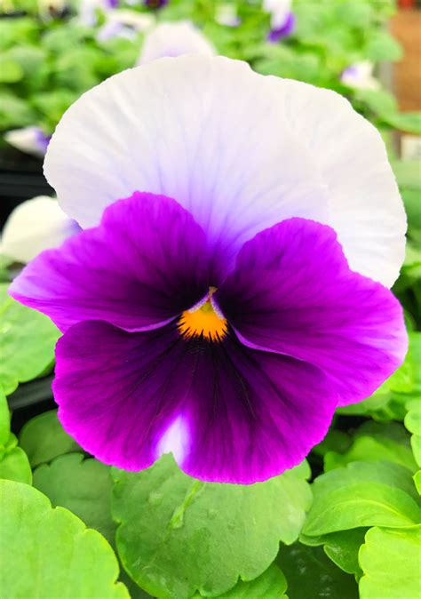 Purple And White Pansy Pansies Different Plants Purple
