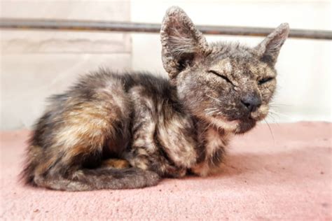 Mange In Cats Causes Symptoms And Treatment