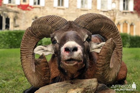 France Hunt Mouflon