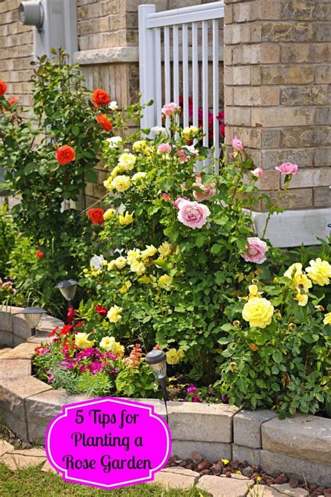 5 Tips For Planting A Rose Garden Rose Garden Design Roses Garden