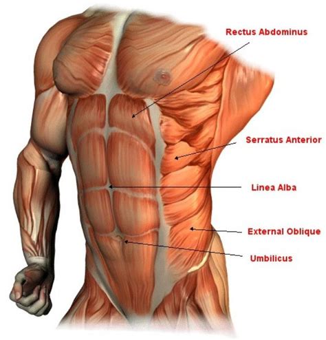 Muscle diagrams of major muscles exercised in weight training. Chest And Abdominal Muscles Diagram / Images Of Torso ...