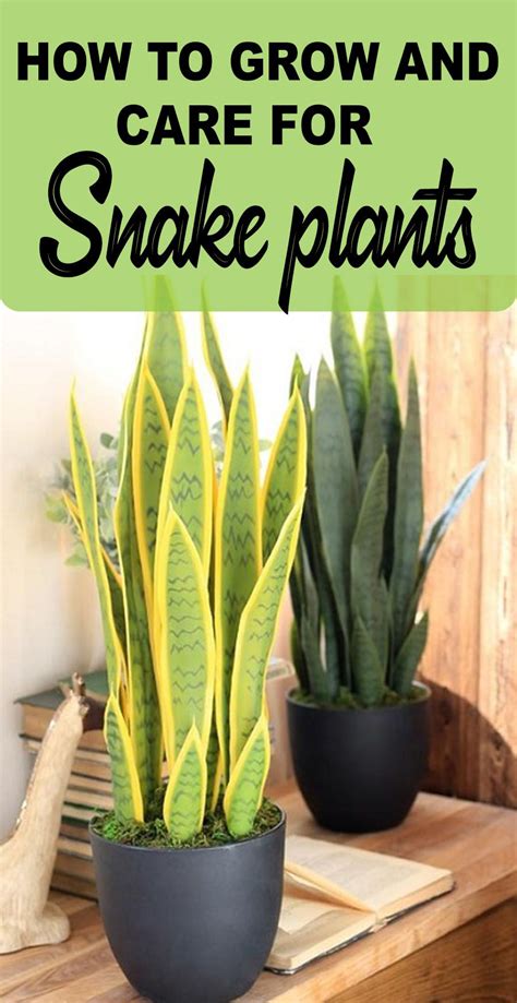 For this reason, a plant infested with thrips should be isolated. SNAKE PLANT CARE - GROWING THE MOTHER IN LAW'S TONGUE ...
