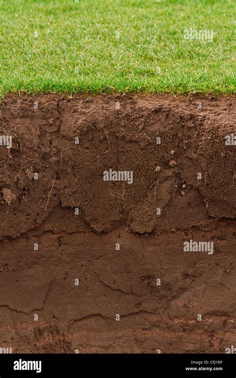 Cross Section Of A Grass Lawn With Exposed Soil Below Stock Photo Alamy