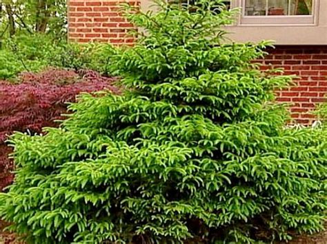 Dwarf flowering shrubs, such as those listed below, are ideal choices for both urban and suburban gardeners with limited space, or for those who don't a layer of one to two inches of shredded bark mulch spread around the shrub's root zone (but not right against the base of the trunk) helps retain. Dwarf Shrubs and More | DIY