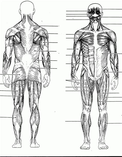 Labelled Muscular System Front And Back Diagram Of Human Muscles