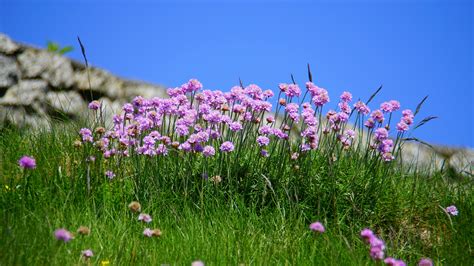 Purple Flower During Daytime · Free Stock Photo