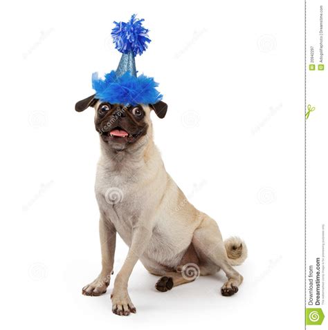 Cute Young Pug Dog Wearing A Party Hat Royalty Free Stock