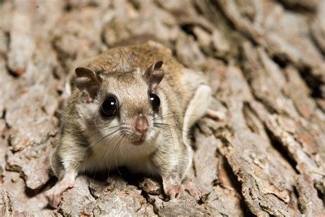 Lessons We Need To Learn From The Southern Flying Squirrel Greenwich