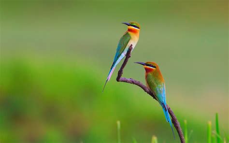 Wallpaper 1920x1200 Px Bee Eaters Birds Flowers Nature 1920x1200
