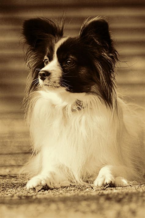 Top 10 Small Dog Breeds In The World