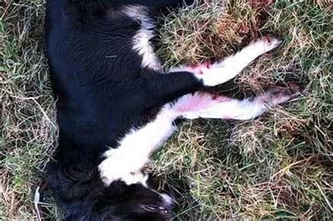 Farmer Shares Horrific Photos Of 2 ‘beloved Dogs He Shot Dead After