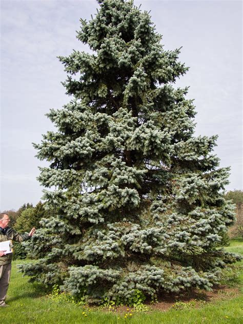 All About The Colorado Blue Spruce Arbortec Tree Service