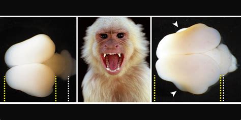 Human Gene In Monkey Brains Scientists Make Monkey Brains Bigger