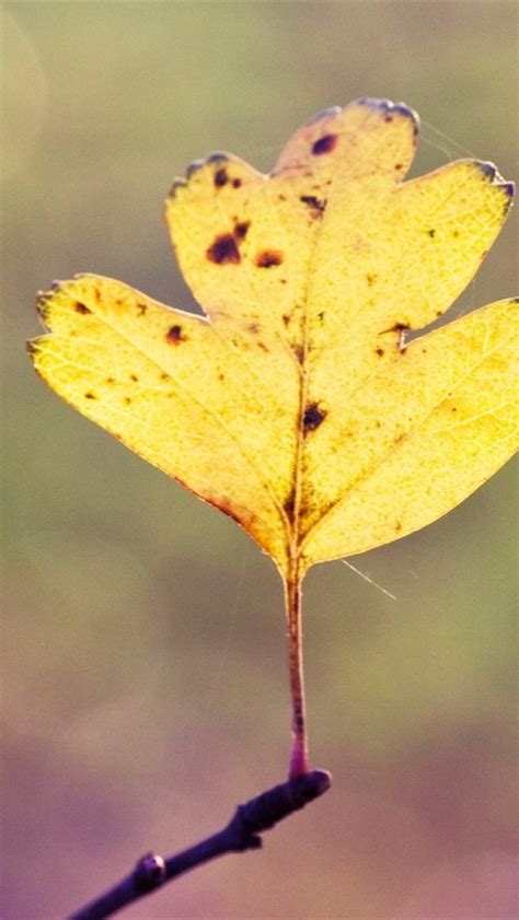 Wallpaper One Yellow Leaf Twigs Hazy 1920x1200 Hd Picture Image