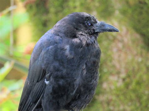 Crow 4 Free Stock Photo Public Domain Pictures
